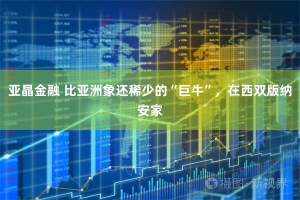 亚晶金融 比亚洲象还稀少的“巨牛”，在西双版纳安家